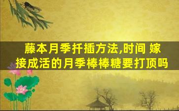 藤本月季扦插方法,时间 嫁接成活的月季棒棒糖要打顶吗